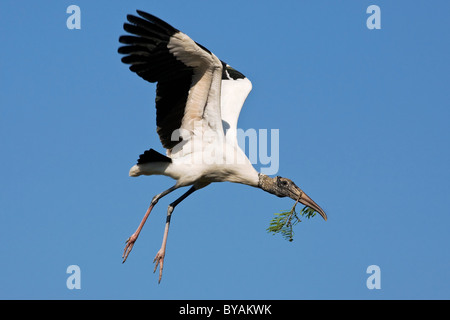 Ein Erwachsener Holz Storch gerade erst in der Luft mit Verschachtelung material Stockfoto
