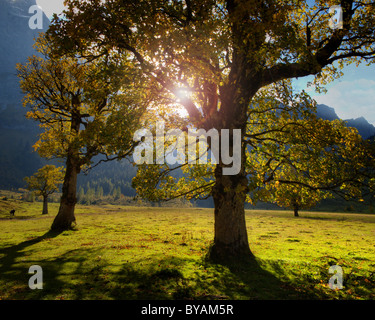 AT - TYROL: Grosser Ahornboden Stockfoto