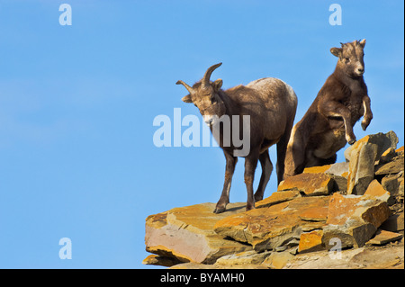 Bighorn Schafe Mutter mit einem jungen Baby auf einem Felsvorsprung, Ernte in der Nähe von der Spitze eines Berges. Stockfoto