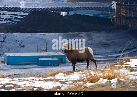 Ein Erwachsener Dickhornschafe zu Fuß entlang einer Kante mit Blick auf eine Mine Kohleverarbeitung Pflanze. Stockfoto