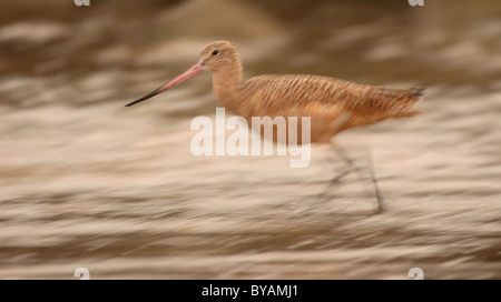 Eine marmorierte Uferschnepfe in einer Unschärfe der Geschwindigkeit. Stockfoto