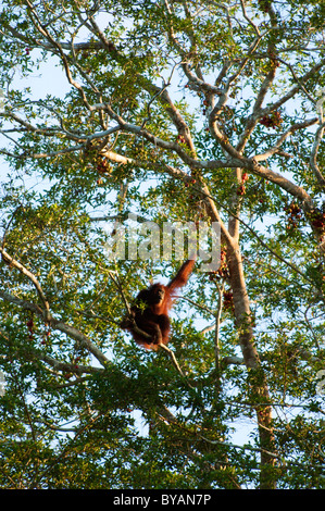 Wilde Orang-Utan (Pongo Pymaeus) sitzen in einem Volksheiligen von Sungai Kinabatangan in Borneo, Malaysia Stockfoto