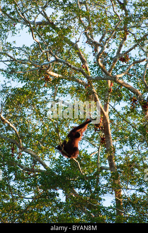 Wilde Orang-Utan (Pongo Pymaeus) Essen Feigen in einem Volksheiligen von Sungai Kinabatangan in Borneo, Malaysia Stockfoto