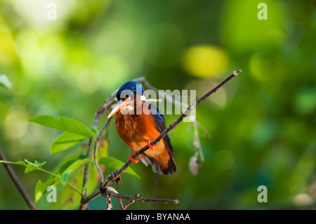 Blau-eared Eisvogel (Alcedo Jayakarta) auf einem Ast Bt Sungai Kinabatangan Fluss in Borneo, Malaysia Stockfoto