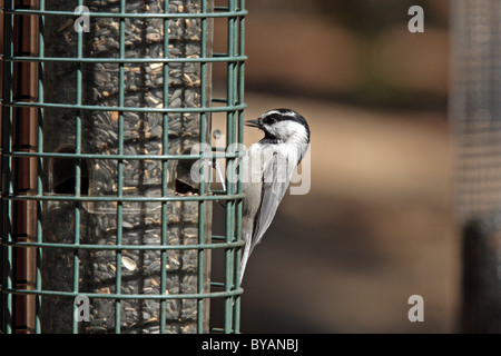 Berg Chickadee (Parus Gambeli) - auf feeder Stockfoto