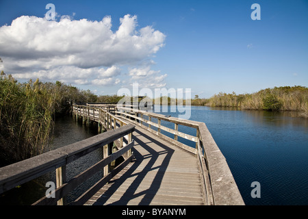 Anhinga Trail führt den Besucher von das Royal Palm Activity Center in ein Wunderland der Tierwelt im Everglades Nationalpark, FL, USA Stockfoto