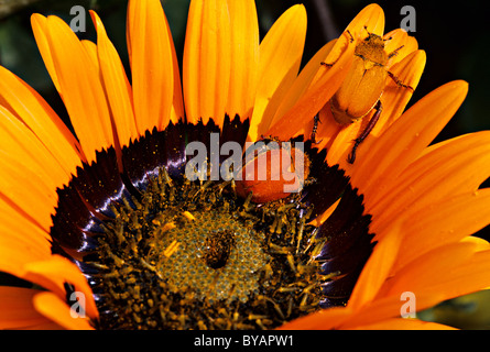 Provinz Northern Cape, Südafrika Namaqualand Region. Arctotis Fastuosa Blüte Nahaufnahme mit Orange bestäubenden Käfern. Stockfoto