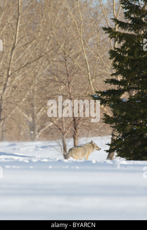 Coyote in Saskatchewan Prärie in mitten im Winter Schnee Stockfoto