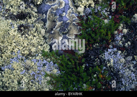 Flechten und Moose auf Fundament in der hohen Arktis, Kanada Stockfoto