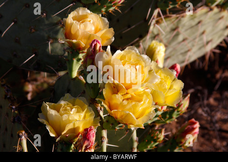 Feigenkaktus (Opuntia) Blumen, Arizona, USA Stockfoto