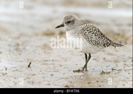 Grey Plover (Pluvialis Squatarola) Fütterung im Priel. Stockfoto