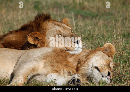 Zwei Löwen (Panthera Leo), zwei Männer schlafen, Masai Mara, Kenia, Afrika Stockfoto