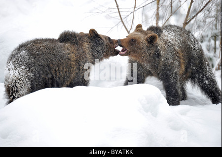 Europäischer Braunbär (Ursus Arctos) Cubs Ringen und spielen im Schnee Stockfoto