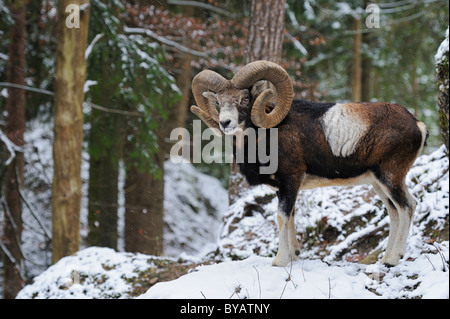 Europäischer Mufflon (Ovis Orientalis Musimon), Männlich, in einer verschneiten Winterlandschaft Stockfoto