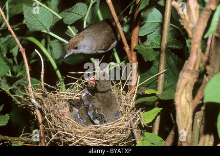 Mönchsgrasmücke (Sylvia Atricapilla), Frau sitzt auf dem Nest mit Küken Stockfoto