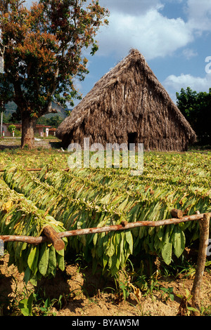 Tabak-Plantage in Valle de Vinales, Provinz Pinar Del Rio, Kuba Stockfoto