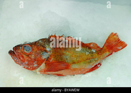 Aus Goldbrasse (Sparus Aurata), auf Eis in einem großen Markt Stockfoto