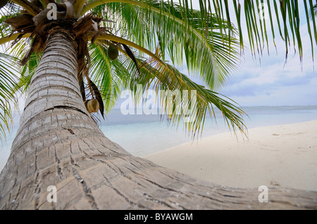 Einsamen palmengesäumten Strand auf Chichime Insel, San Blas Inseln, Karibik, Panama, Mittelamerika Stockfoto