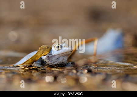 Moor, Frosch (Rana Arvalis), männlich in die Laichplätze Mittlere Elbe Biosphärenreservat an der Elbe bei Dessau Stockfoto