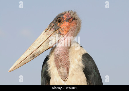 Marabou Storch (Leptoptilos Crumeniferus), See Awassa, Äthiopien, Afrika Stockfoto