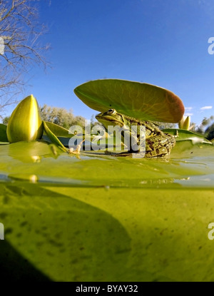 Frosch (Rana Temporaria) und Weiße Seerose (Nymphaea Alba) Stockfoto