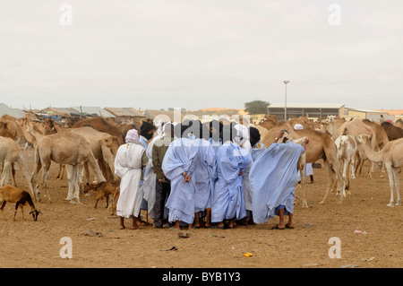 Handel auf dem Kamelmarkt von Nouakchott, Mauretanien, Nordwestafrika Stockfoto