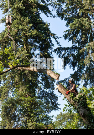 Holzfäller, gesichert durch ein Seil, das Fällen eines Baumes Stück für Stück mit einer Kettensäge, Deutschland, Europa Stockfoto