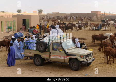 Handel auf dem Kamelmarkt von Nouakchott, Mauretanien, Nordwestafrika Stockfoto