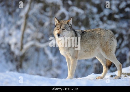 Mackenzie Tal Wolf, kanadischer Timber Wolf (Canis Lupus Occidentalis), alpha-Männchen im Schnee Stockfoto