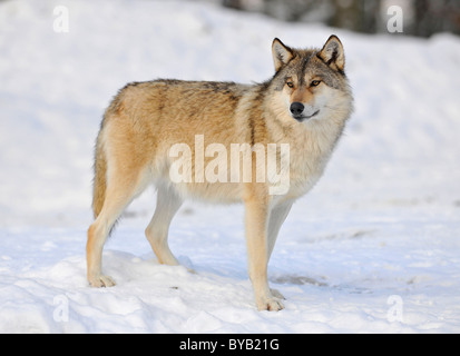 Mackenzie Tal Wolf, kanadischer Timber Wolf (Canis Lupus Occidentalis) im Schnee Stockfoto