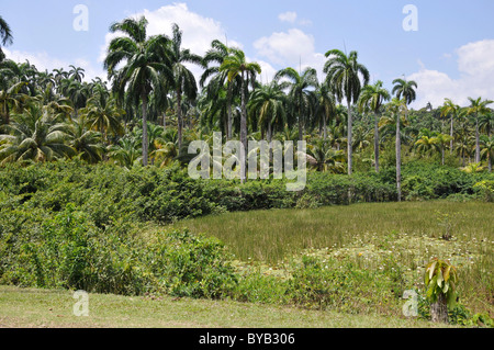 Palmen, Vegetation, Alexander von Humboldt Nationalpark, Kuba, Karibik, Mittelamerika Stockfoto
