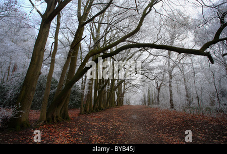 Ein Fußweg unter Bäumen in einem frostigen Holz. Stockfoto