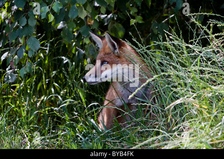 Red Fox Cub Vulpes Vulpes. Versteckt im Unterholz. Stockfoto