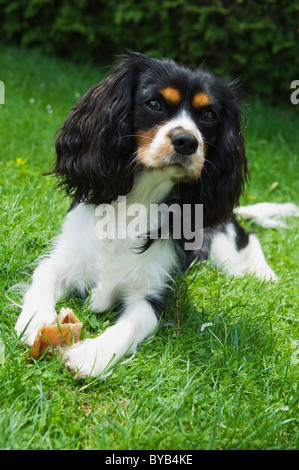 Cavalier King Charles Spaniel Stockfoto