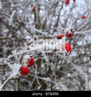 Wilde Hagebutten in Raureif bedeckt. Stockfoto