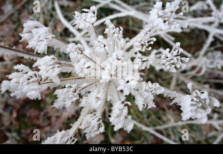 Eiskristalle durch Raureif auf dem Kopf von Pflanzen gebildet. Stockfoto