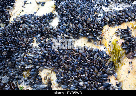 Muscheln am Strand Felsen bei Hermanus - Kapstadt Stockfoto