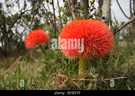 Feuerball Lily (Scadoxus Multiflorus) Stockfoto