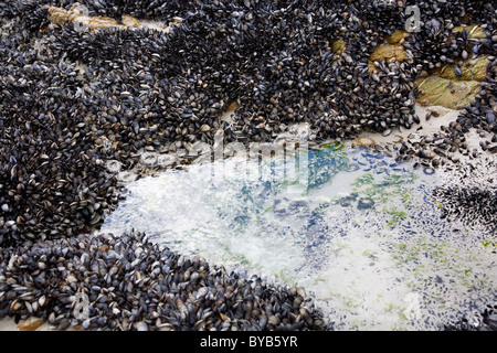 Muscheln am Strand Felsen bei Hermanus - Kapstadt Stockfoto