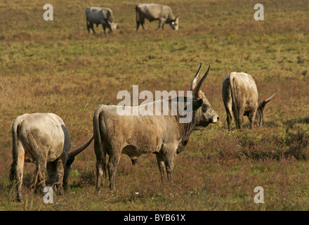 Ungarische Grauvieh oder ungarische Steppenrinder, züchten alte Hausrind aus der ungarischen Tiefebene Stockfoto