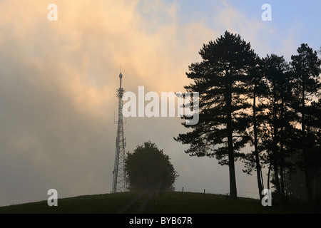 Österreichische Kiefern und einen Sendemast im Morgennebel, reisberg, Triestingtal Tal, Lower Austria, Austria, Europa Stockfoto