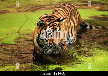 Sibirischer Tiger (Panthera Tigris Altaica), stehend in einem Wassergraben, Nürnberger Zoo, Tiergarten Nuernberg, Nürnberg, Mittelfranken Stockfoto