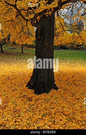 Ginkgo-Baum (Ginkgo Biloba) mit herbstlichen Laub, gelbe gefallenen Blätter, Liebesgrund, Lüneburg, Niedersachsen, Deutschland, Europa Stockfoto