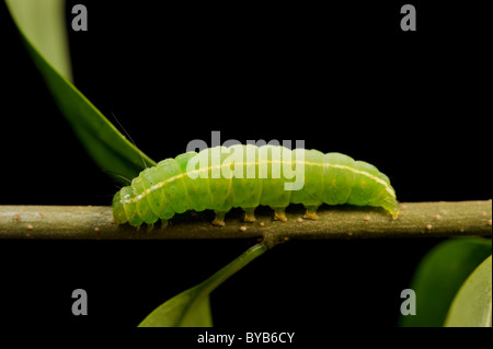 Winter-Moth (Operophtera Brumata) Raupe Stockfoto