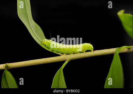 Winter-Moth (Operophtera Brumata) Raupe Stockfoto