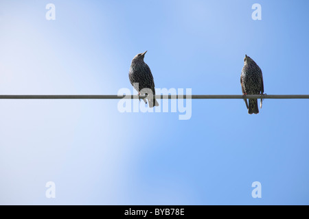 Zwei europäische Stare (Sturnus Vulgaris) thront auf einer Hochspannungsleitung Stockfoto