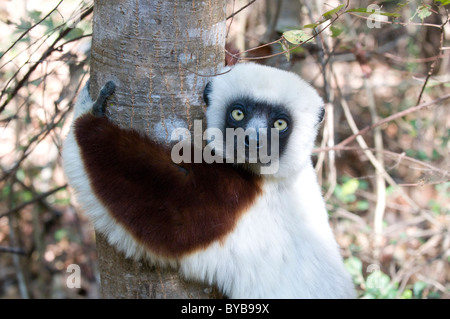 Coquerel Sifaka (Propithecus Coquereli), Ankarafantsika, Madagaskar, Afrika Stockfoto