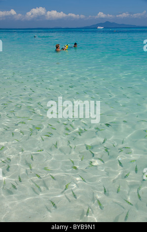 Phuket Thailand, Andamanen See. Pho Phi Inseln, Bamboo Island (Ko Phai). Schwimmer mit tropischen Fischen im warmen flachen Wasser. Stockfoto