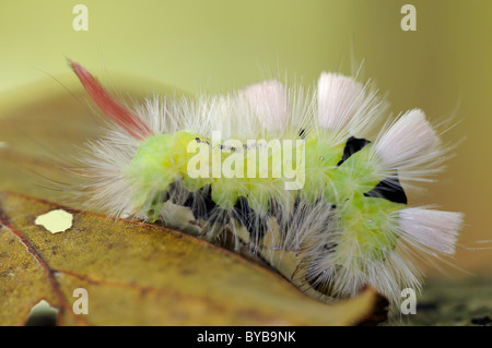 Raupe des blassen Grasbüschel (Calliteara Pudibunda), Nationalpark Jasmund, Rügen, Mecklenburg-Vorpommern Stockfoto