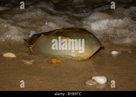 Horseshoe Crab laichen, Eiablage, im Sand am Strand in der Nacht, Delaware, USA Stockfoto